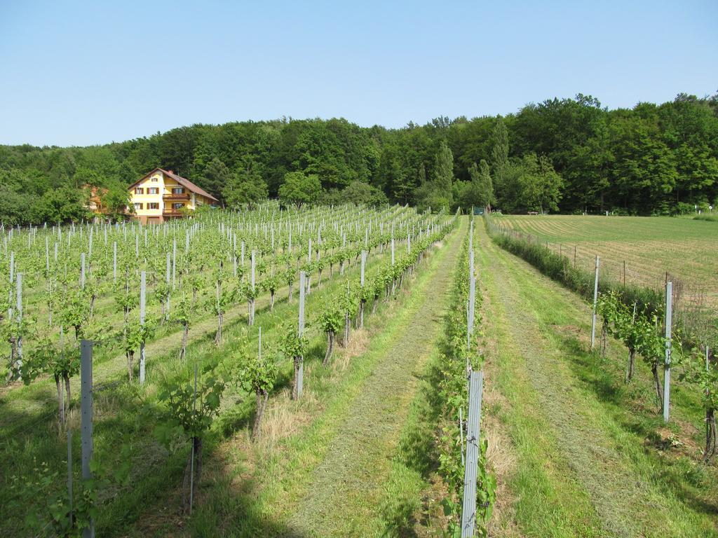 Appartement Weingut Schoberhof バート・グライヒェンベルク 部屋 写真