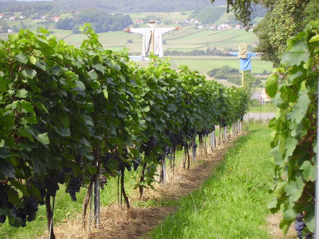 Appartement Weingut Schoberhof バート・グライヒェンベルク 部屋 写真